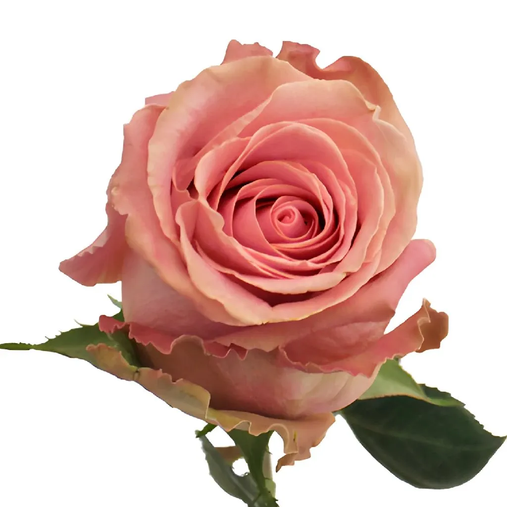 Hermosa Pink Rose