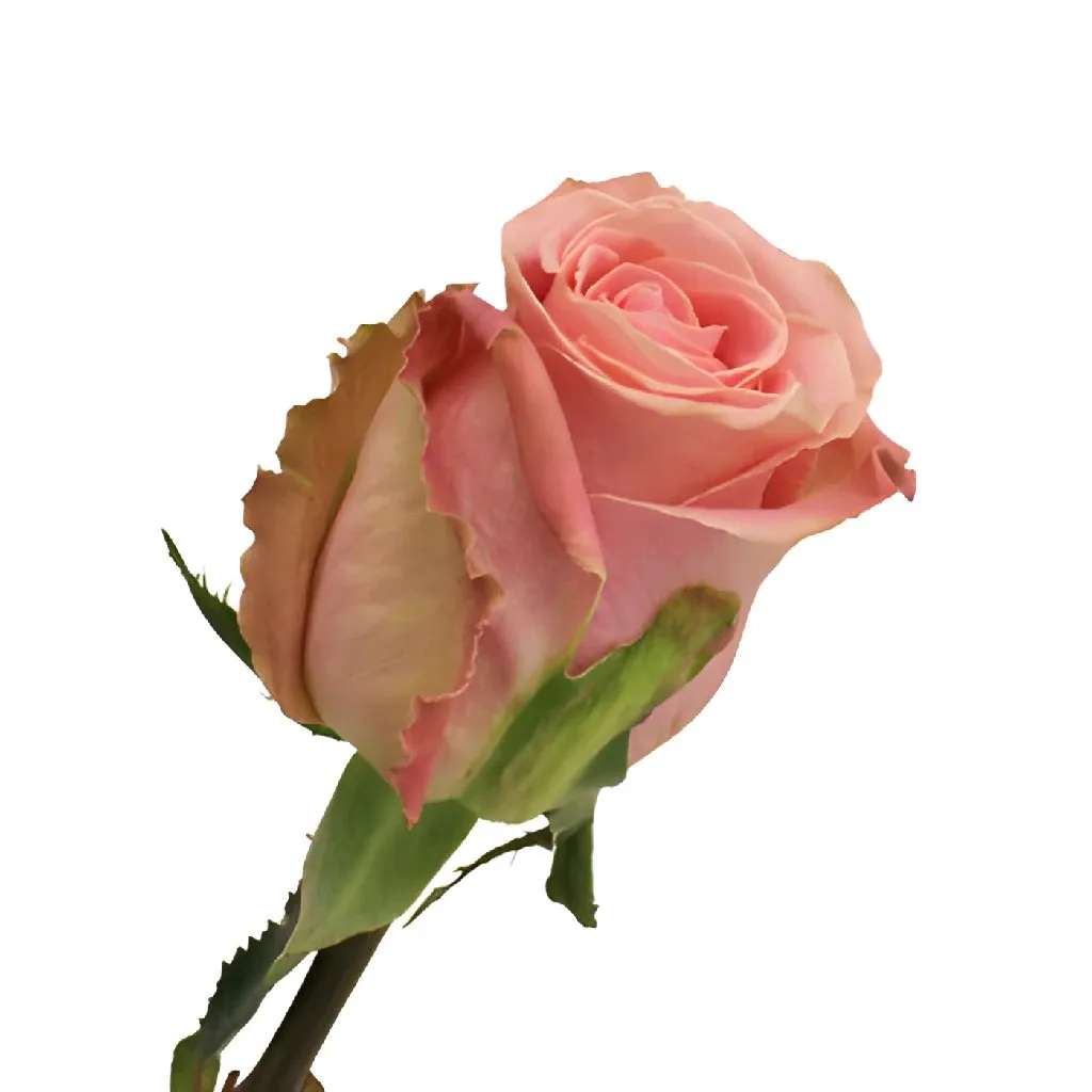 Hermosa Pink Rose