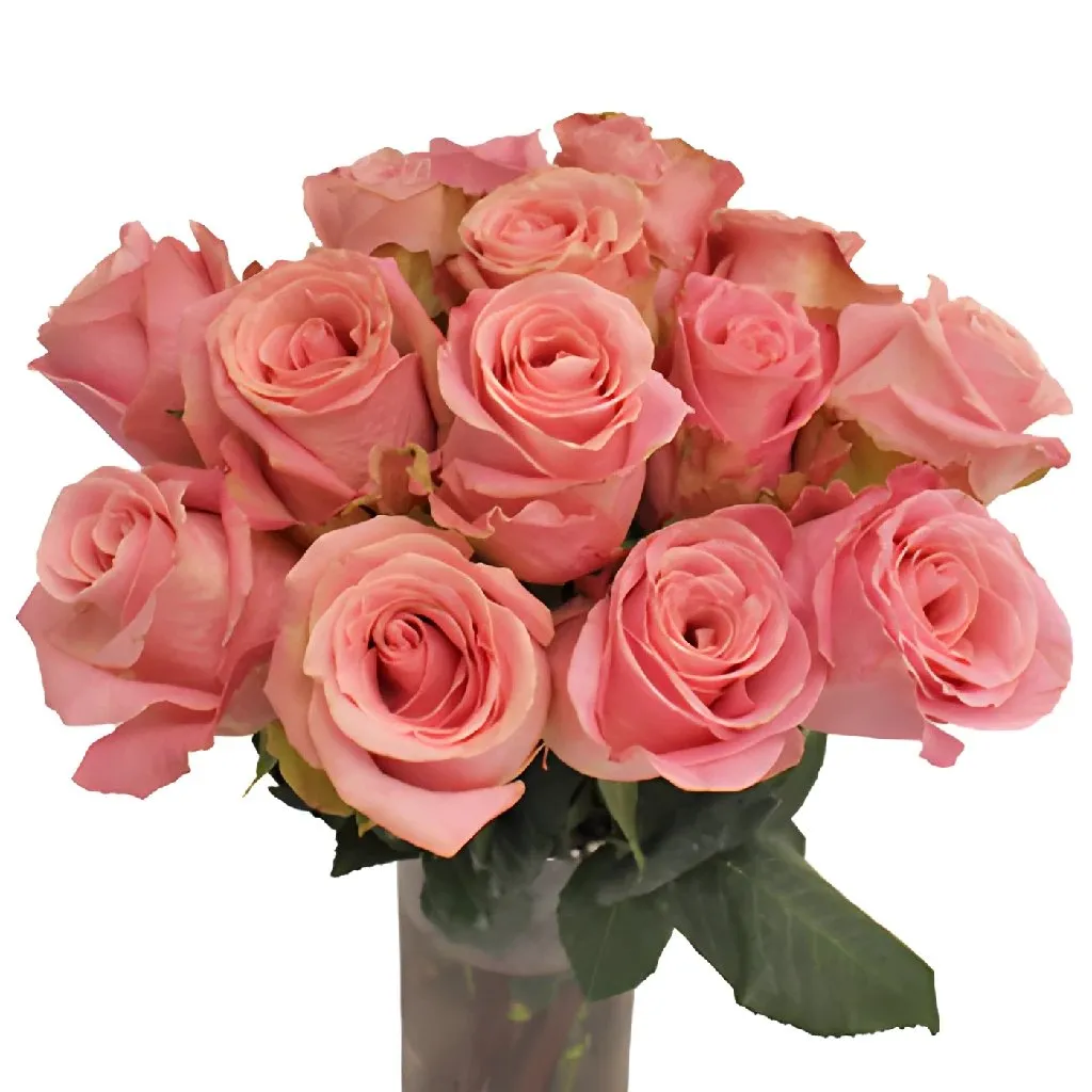 Hermosa Pink Rose