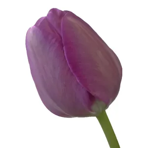 Lavender Gem Tulips