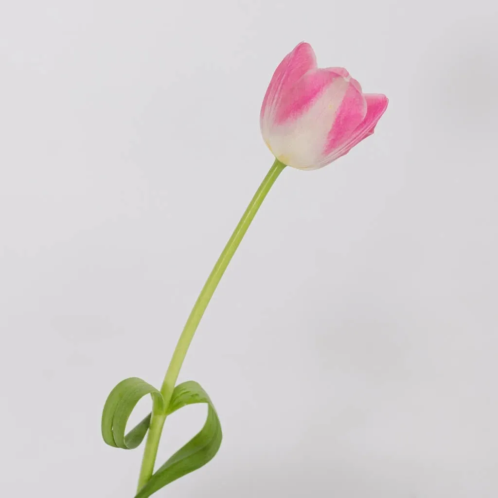 Pink Bulk Tulips