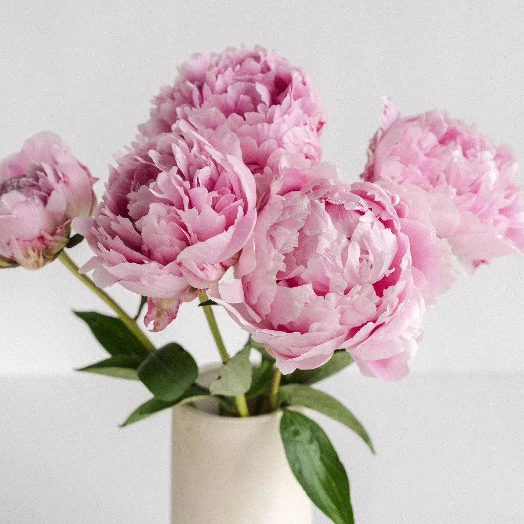 Pink Peonies for December Delivery