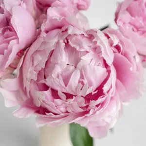 Pink Peonies for December Delivery