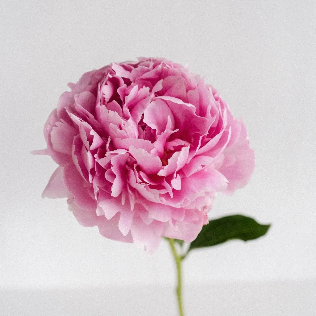 Pink Peonies for December Delivery