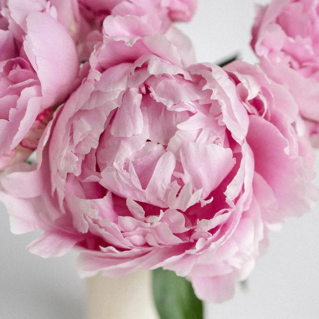 Pink Peonies for December Delivery