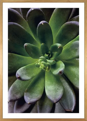 Succulent Single Art Poster