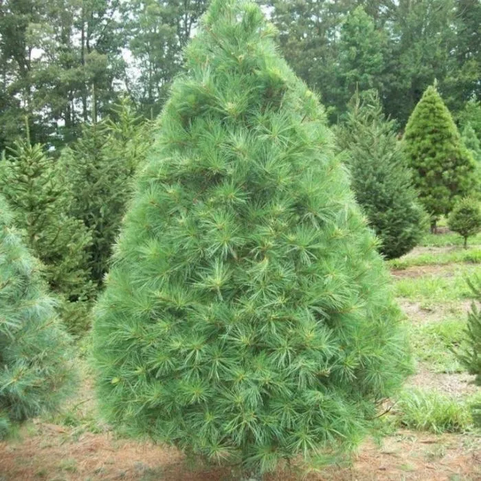 White Pine Christmas Tree