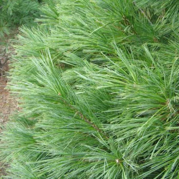 White Pine Christmas Tree