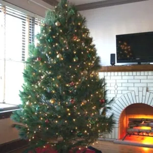 White Pine Christmas Tree